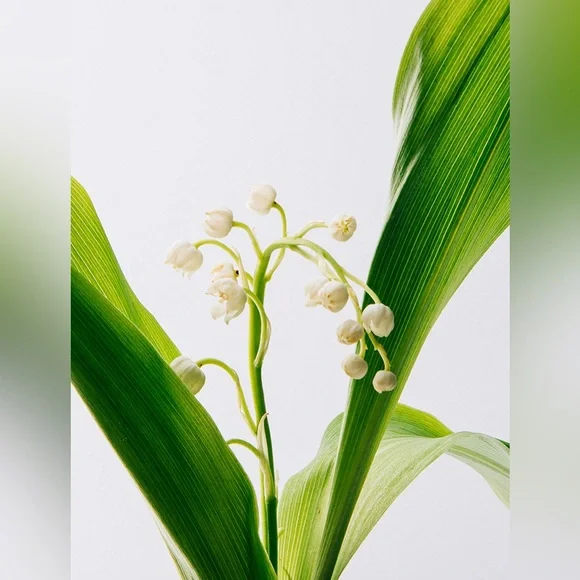 Loewe Opera (2ml) decant - Picture 2 of 2